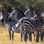 East Africa Safaris