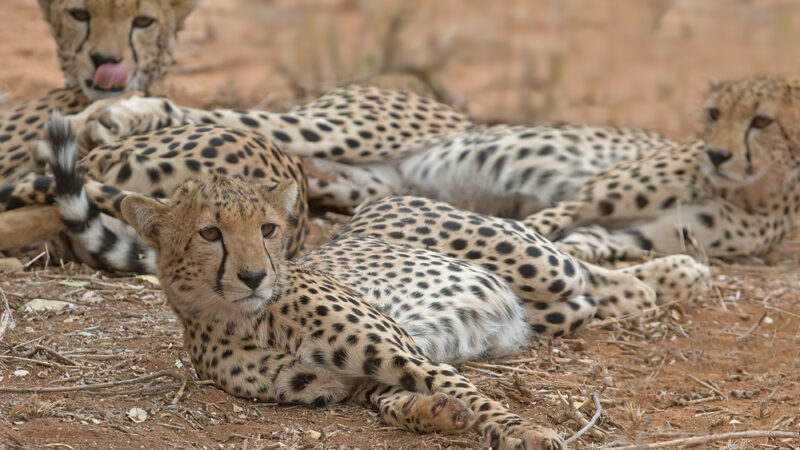 5-Day Tanzania Wildlife Safari