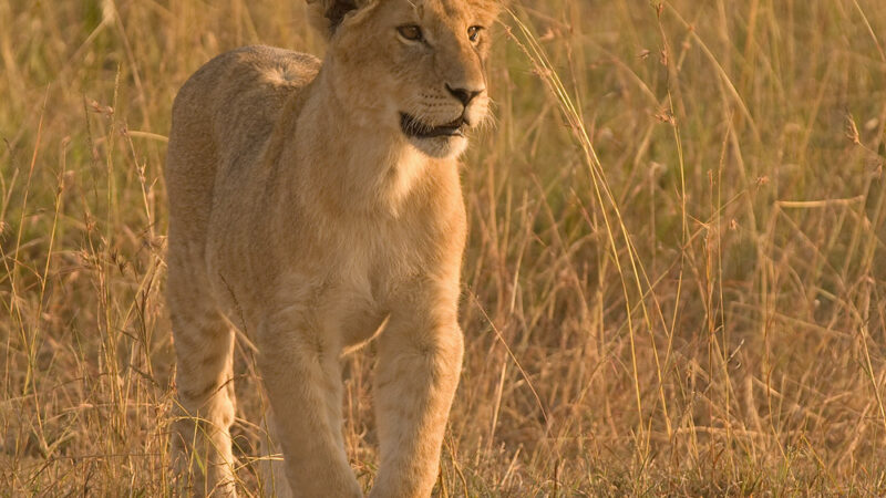 6-Day Tanzania Wildlife Safari