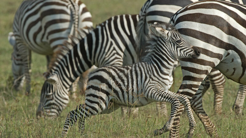 6-Day Tanzania Wilderness Safari