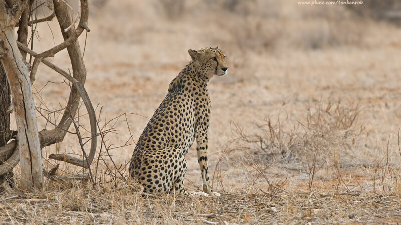 7-Day Tanzania Wildlife Tour