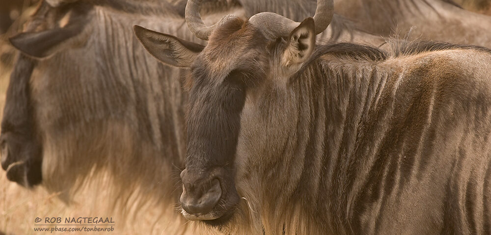 Why is Serengeti National Park Famous in Tanzania?