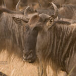 Why is Serengeti National Park Famous in Tanzania?