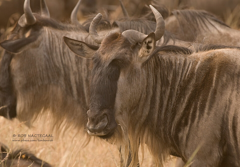 Why is Serengeti National Park Famous in Tanzania?