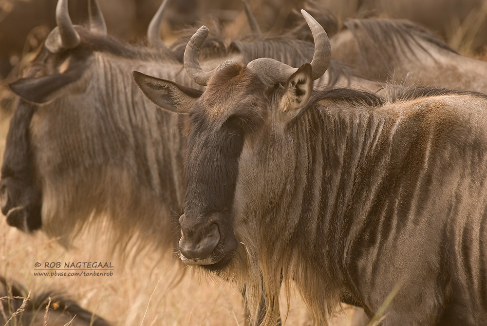 EcoQuest Safaris Africa