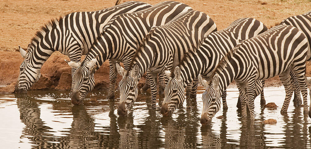 Great Wildlife Migration