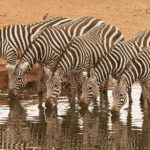 Great Wildlife Migration