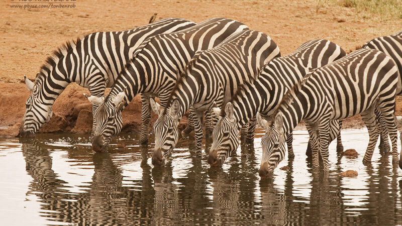 Great Wildlife Migration