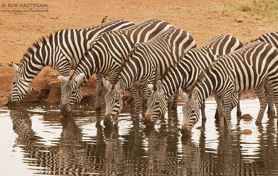 Great Wildlife Migration