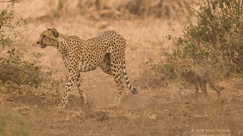 7-Day Kenya Wildlife Safari