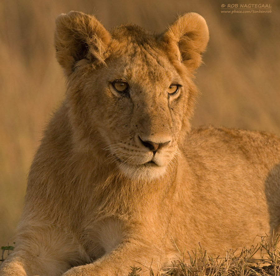 Tanzania Wildlife Safaris