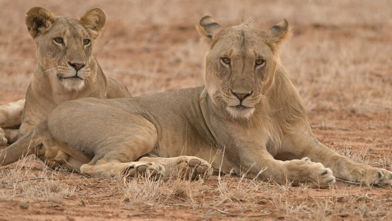 Tanzania Wildlife Safaris