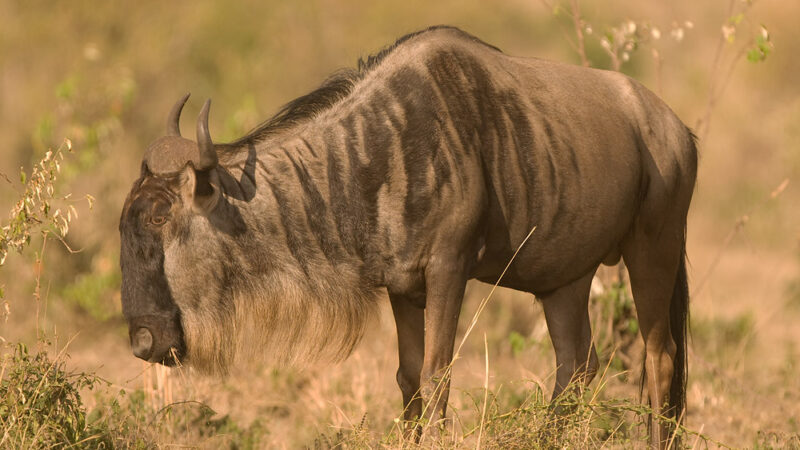 10-Day Kenya Adventure Safari