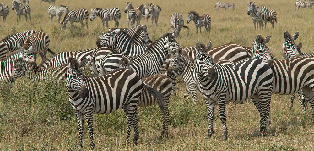Can I Combine the Great Migration Safari with a Gorilla Trekking or Other Wildlife Tours?