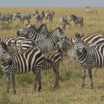 Can I Combine the Great Migration Safari with a Gorilla Trekking or Other Wildlife Tours?