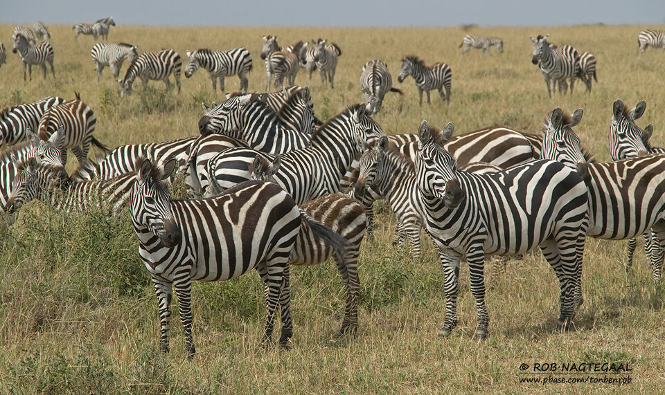 Can I Combine the Great Migration Safari with a Gorilla Trekking or Other Wildlife Tours?