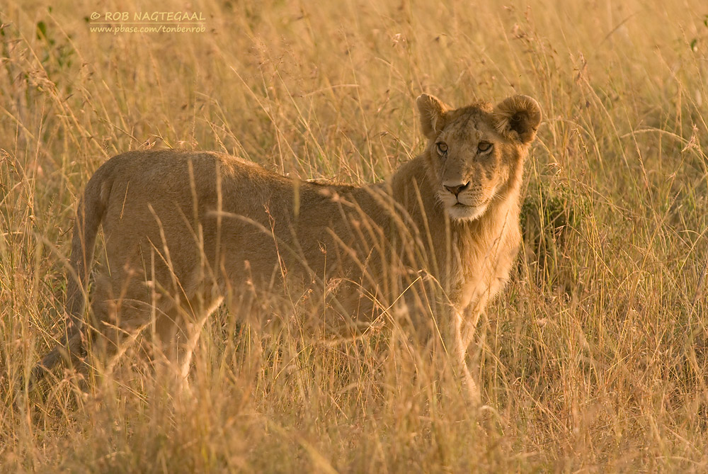 Tanzania Wildlife Safaris