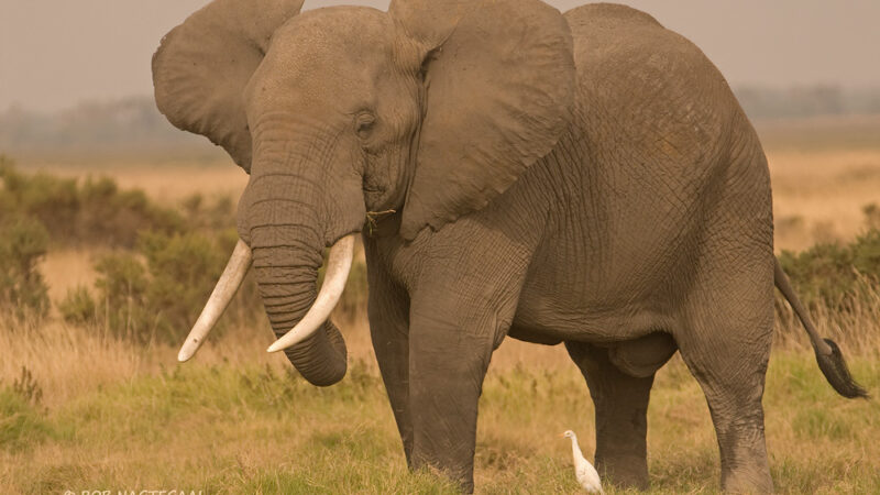 Tarangire National Park