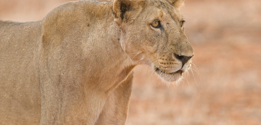 East Africa Safaris