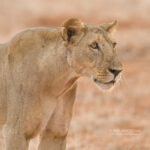 East Africa Safaris