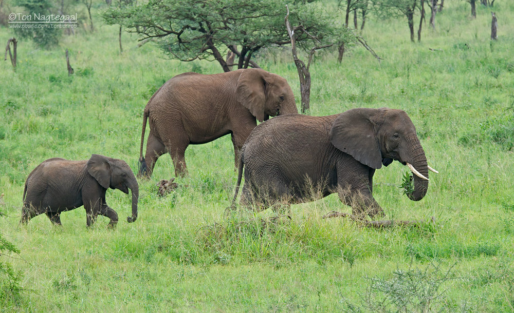 Tanzania Group Safaris