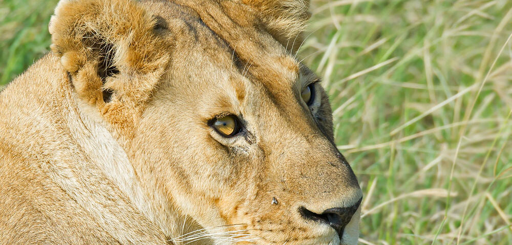 7-Day Kenya Wildlife Big5 Tour