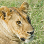7-Day Kenya Wildlife Big5 Tour
