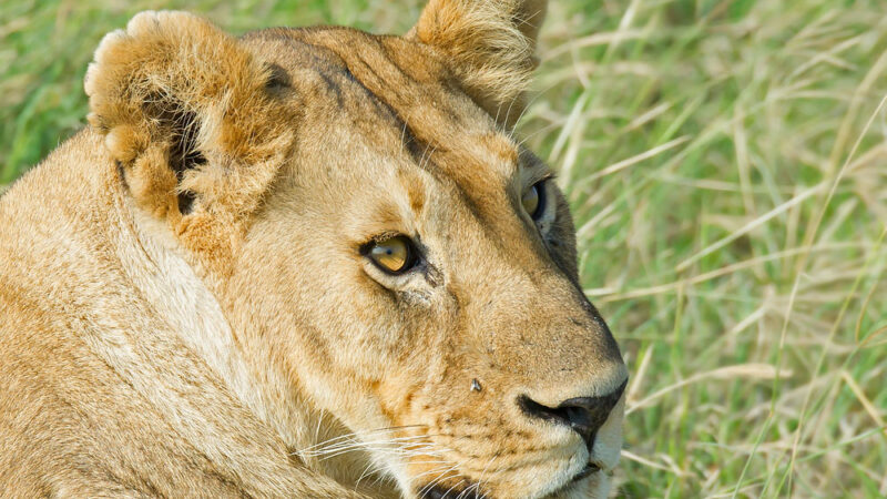 7-Day Kenya Wildlife Big5 Tour