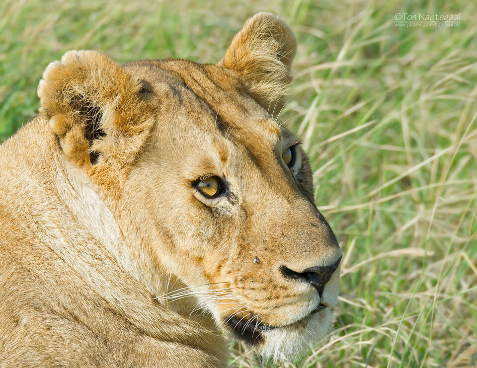 7-Day Kenya Wildlife Big5 Tour
