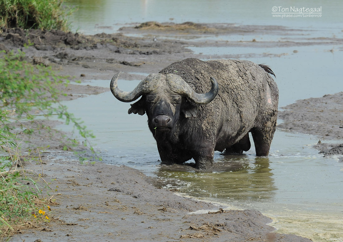 Kenya Group Safaris