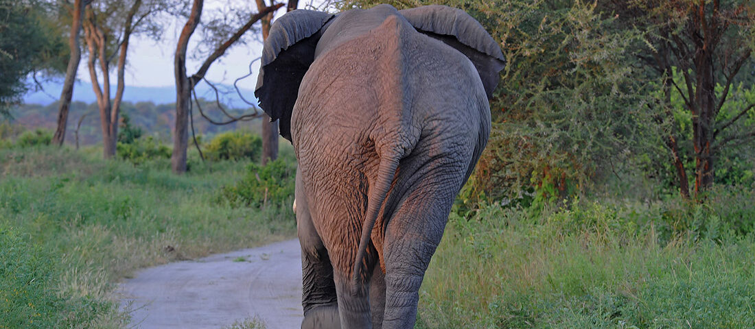 Exploring Queen Elizabeth National Park