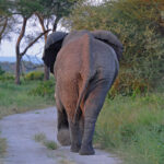 Buffalo and Elephant Viewing in Ishasha Sector