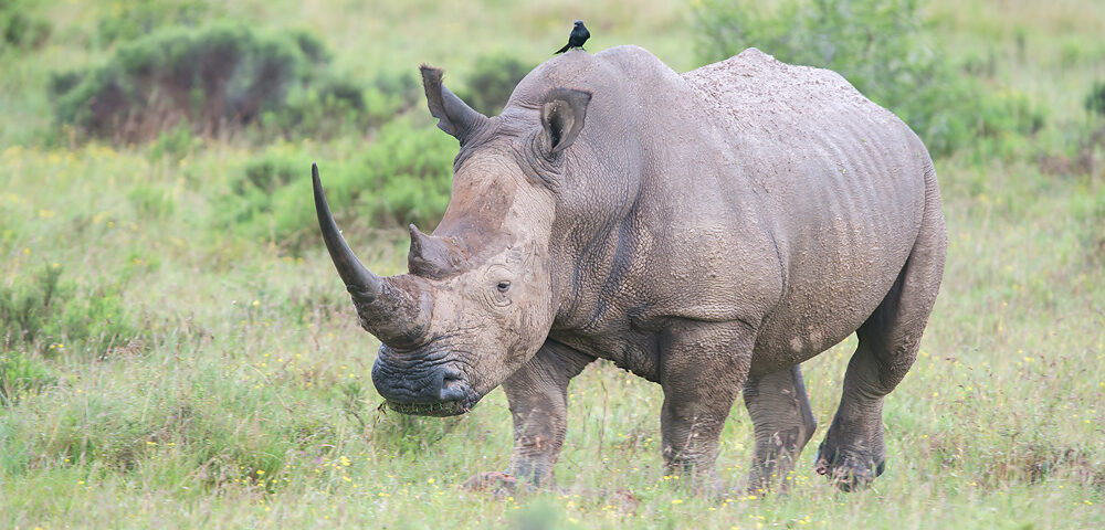 Tanzania Student Safaris