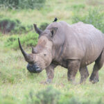 Tanzania Student Safaris
