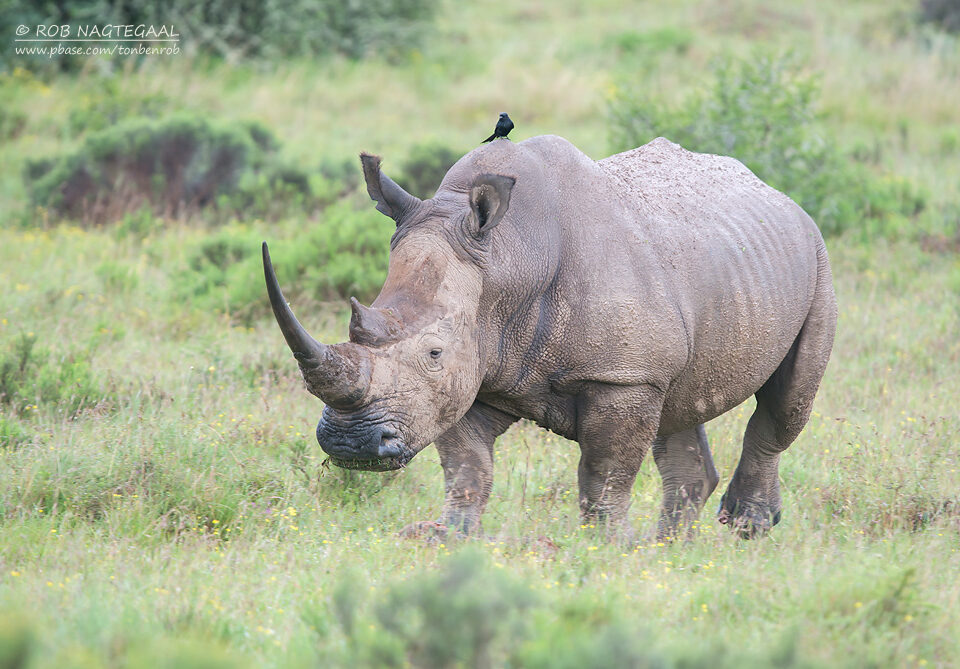 Tanzania Student Safaris