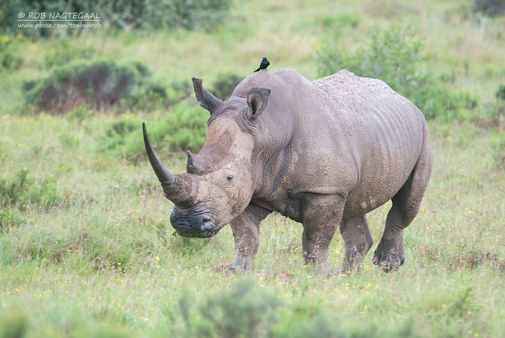 Tanzania Student Safaris