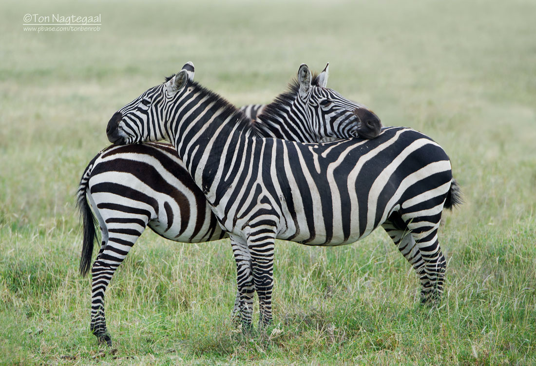 3-Day Akagera National Park Safari