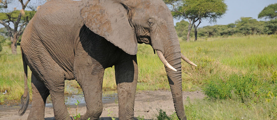 7-Day Uganda Safari