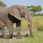 7-Day Uganda Safari