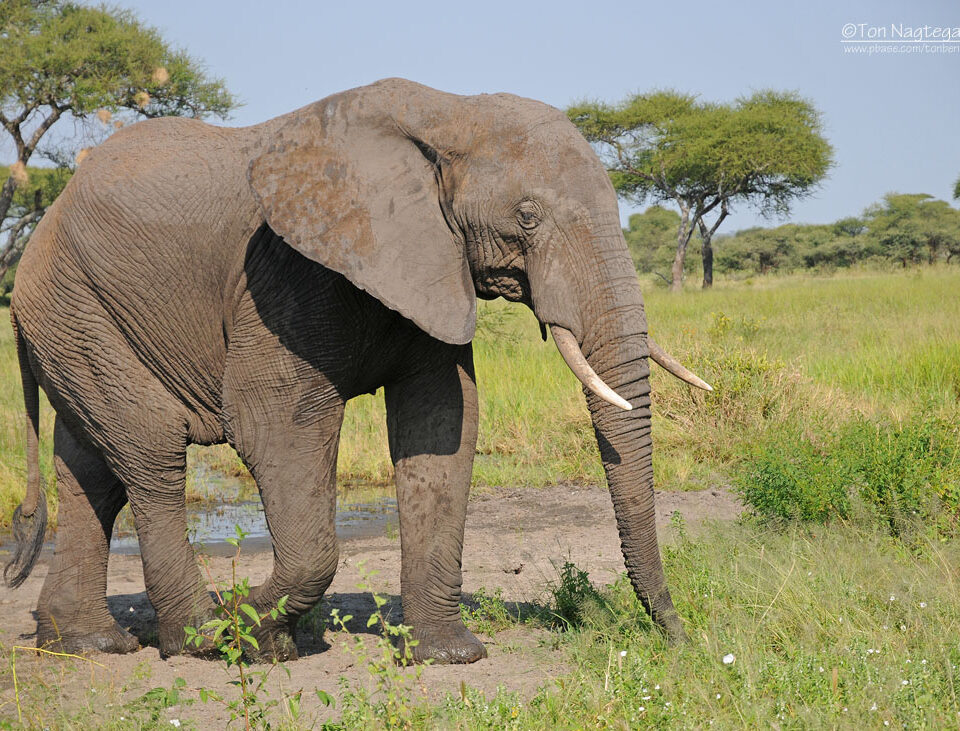 7-Day Uganda Safari