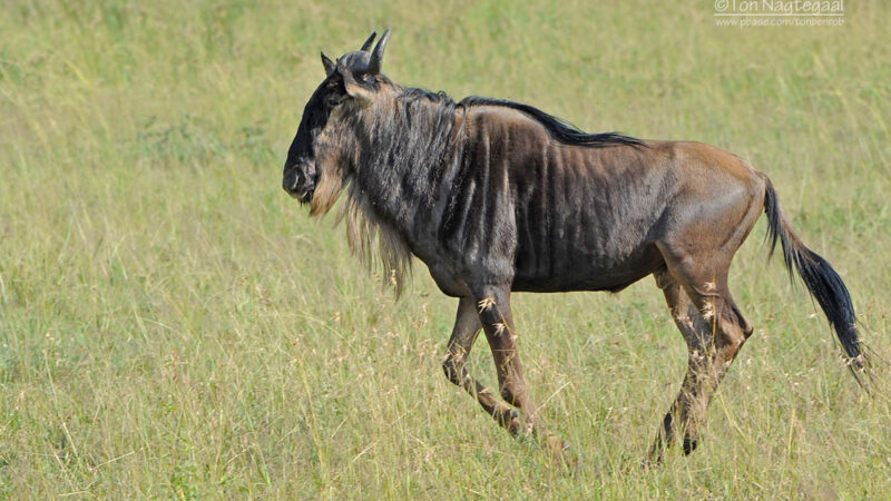 5-Day Kenya Wildlife Safari