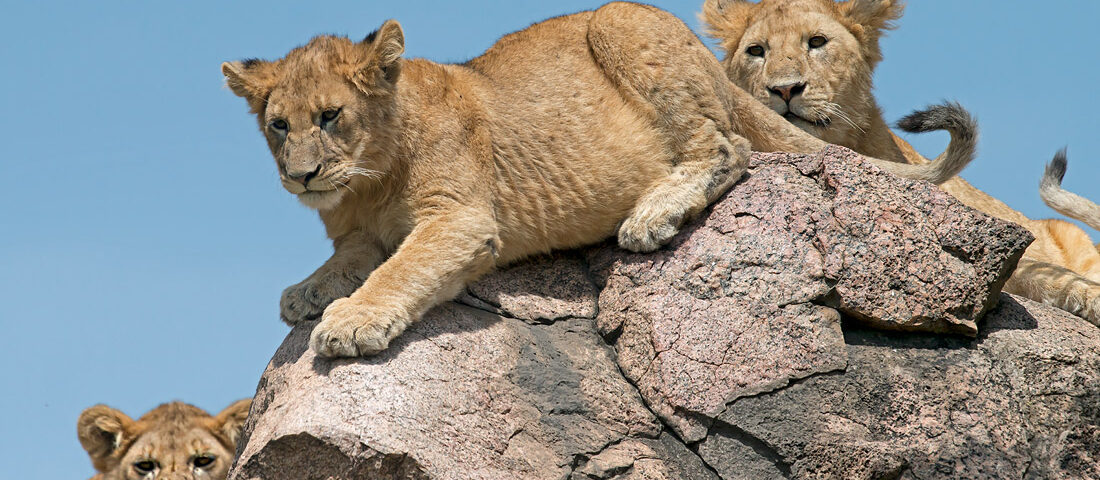5-Day Uganda Safari