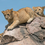 5-Day Uganda Safari