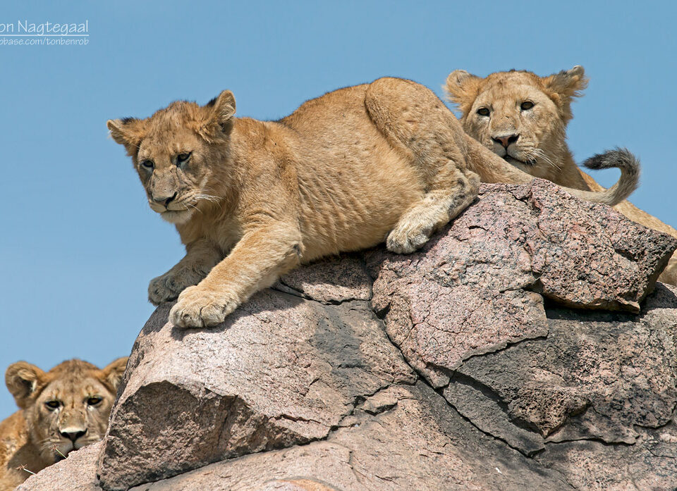 5-Day Uganda Safari