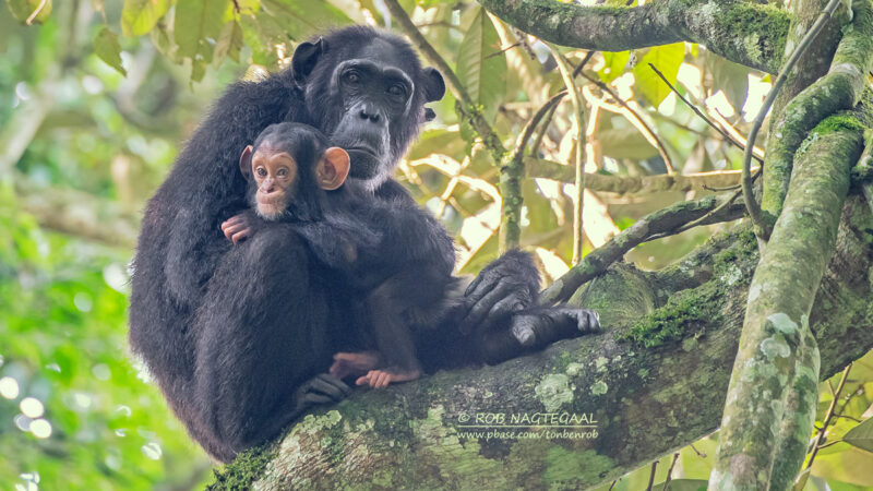 Uganda Senior Safaris