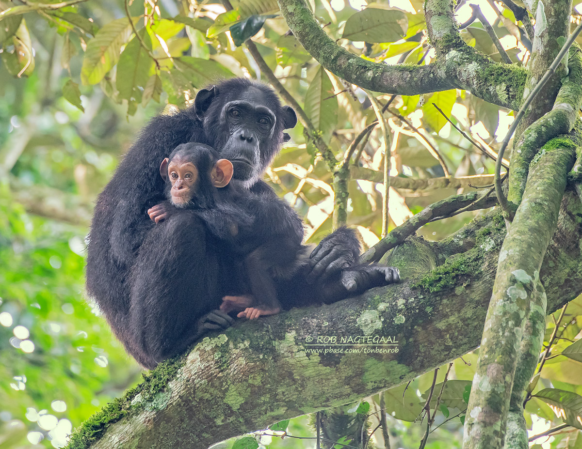 Uganda Senior Safaris