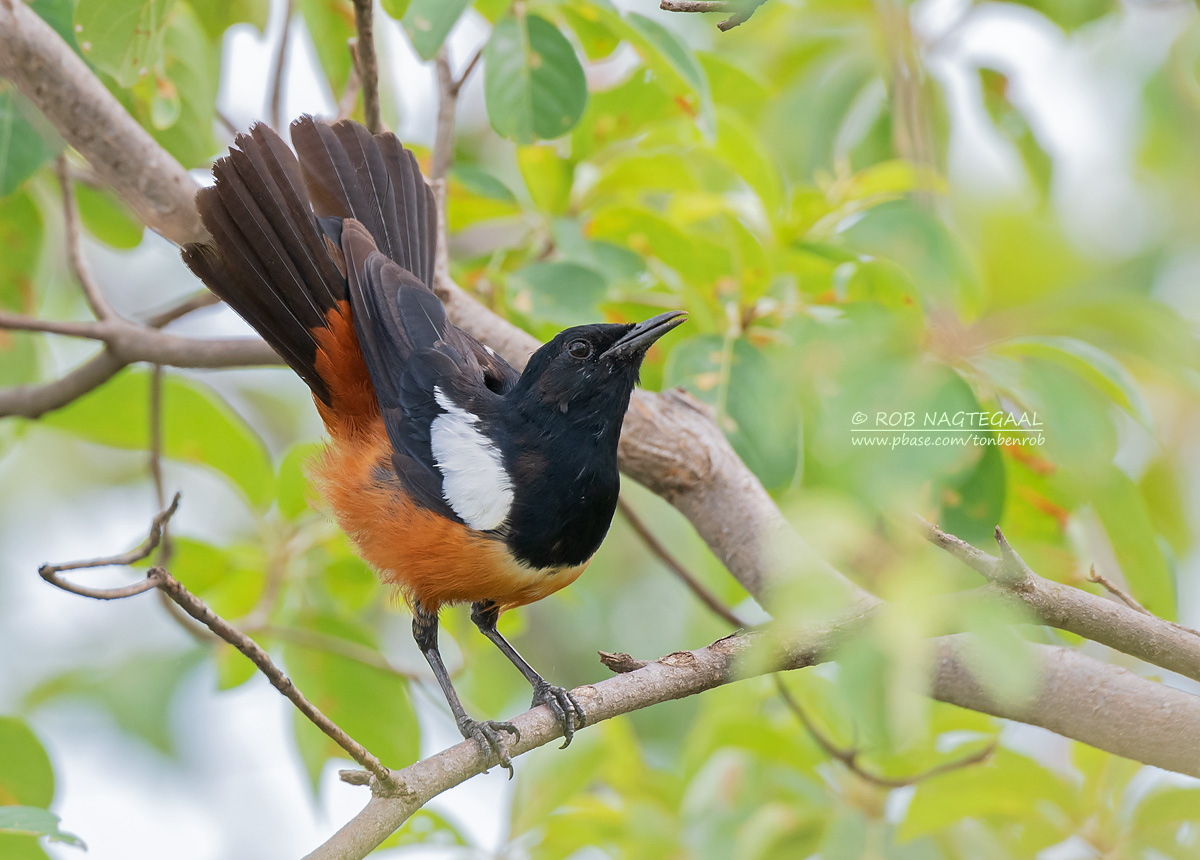 Africa Safari Experiences