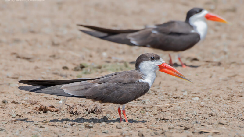 Rwanda Birding Safaris