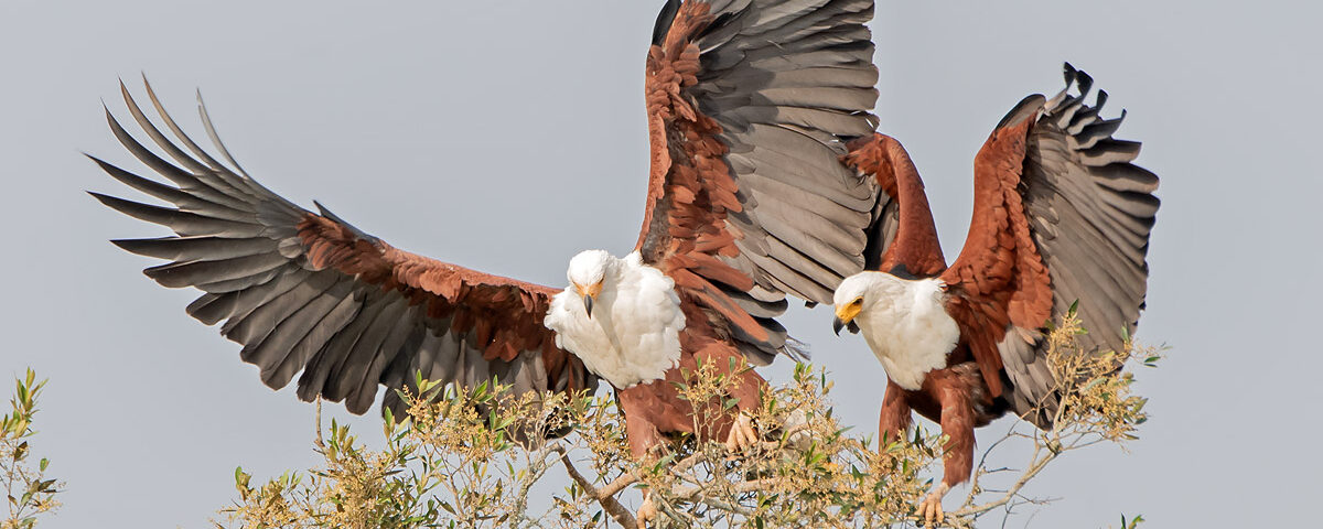 Bird Watching Safaris