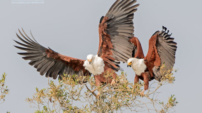 Bird Watching Safaris